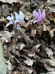 Cyclamen hederifolium