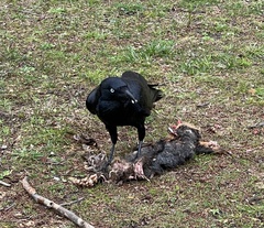 Corvus coronoides