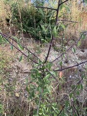 Prunus spinosa