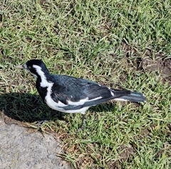 Grallina cyanoleuca