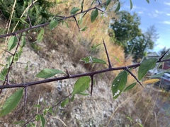 Prunus spinosa