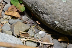 Hemidactylus stejnegeri