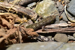 Hemidactylus stejnegeri