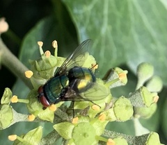 Lucilia