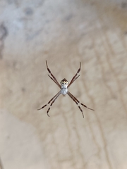 Argiope