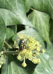 Lucilia