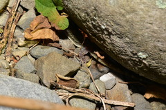 Hemidactylus stejnegeri