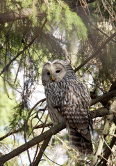 Strix uralensis