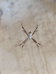 Argiope