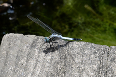 Orthetrum albistylum speciosum