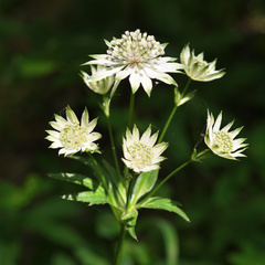 Astrantia major