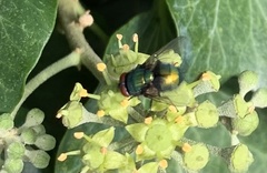 Lucilia
