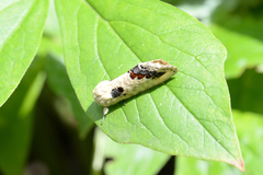 Phalera flavescens