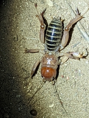Ammopelmatus