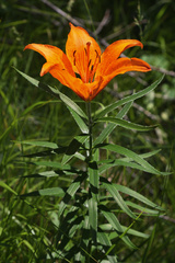 Lilium bulbiferum