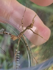 Empusa pennata