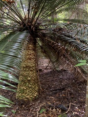 Lepidozamia peroffskyana