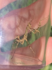 Empusa pennata