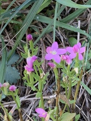 Centaurium erythraea