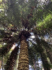 Lepidozamia peroffskyana