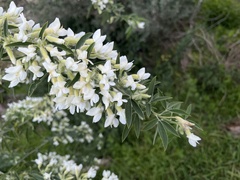 Chamaecytisus prolifer