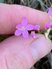Centaurium erythraea