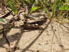 Oedaleus infernalis