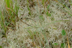Cladonia portentosa