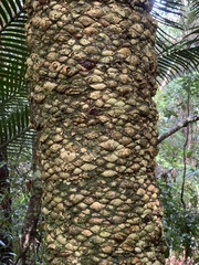 Lepidozamia peroffskyana