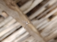 Argiope aemula