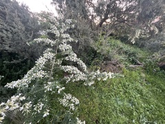 Chamaecytisus prolifer