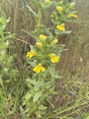 Bellardia viscosa