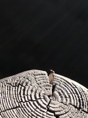 Coleoptera