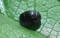 Margarinotus brunneus