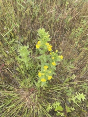 Bellardia viscosa