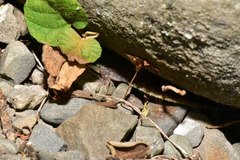 Hemidactylus stejnegeri