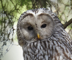 Strix uralensis