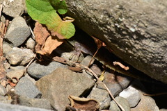 Hemidactylus stejnegeri