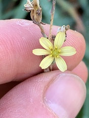 Lactuca viminea