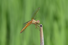 Crocothemis servilia mariannae
