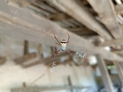Argiope