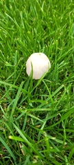 Conocybe apala