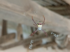 Argiope