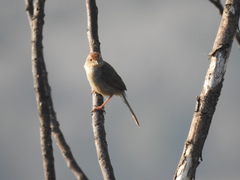 Cisticola aberrans
