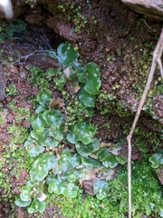 Lunularia cruciata