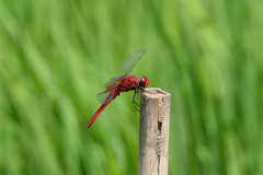 Crocothemis servilia mariannae