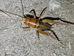 Ceuthophilus hesperus