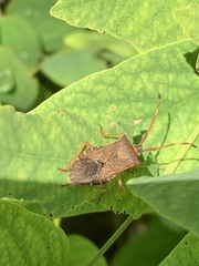Gonocerus acuteangulatus