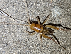 Ceuthophilus hesperus