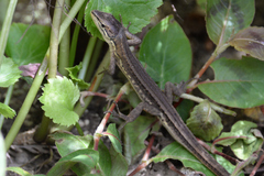 Takydromus tachydromoides